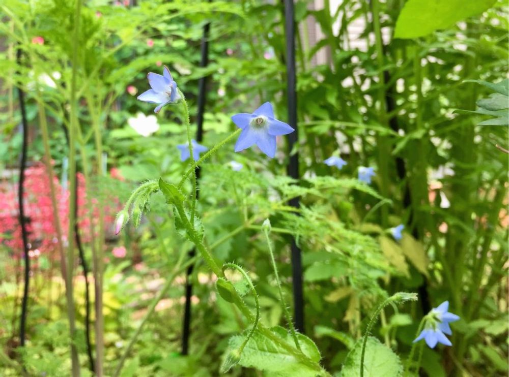 クリーピングボリジ