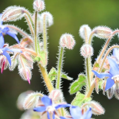 ボリジの花言葉 意味や花の特徴 ハーブとしての効能は Greensnap グリーンスナップ