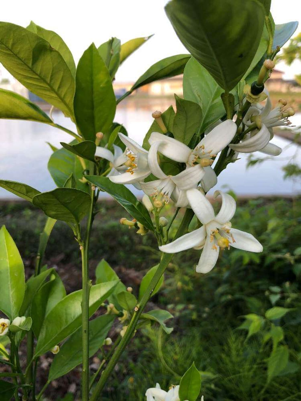 グレープフルーツ