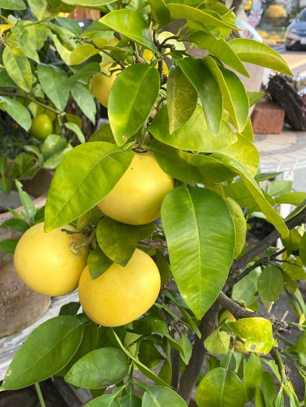 グレープフルーツ