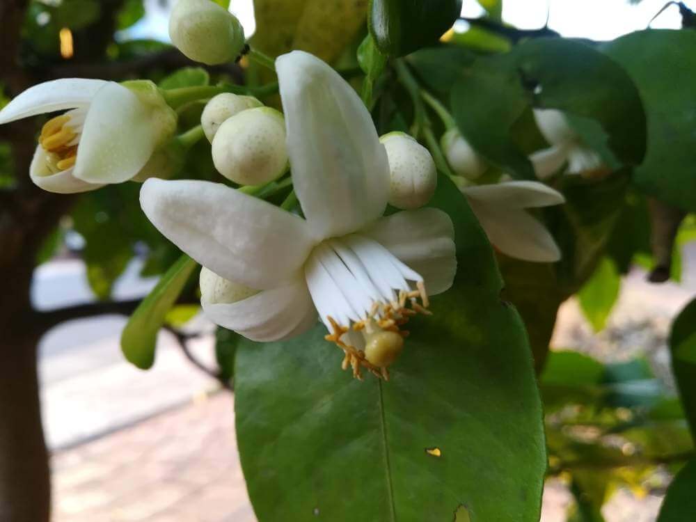 グレープフルーツの花言葉 種類や花の時期 観葉植物としても人気 Greensnap グリーンスナップ