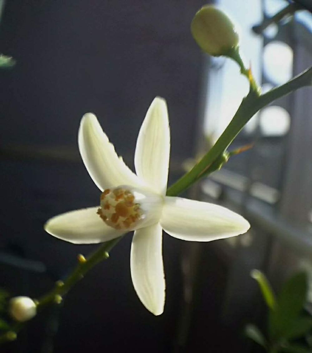 グレープフルーツ