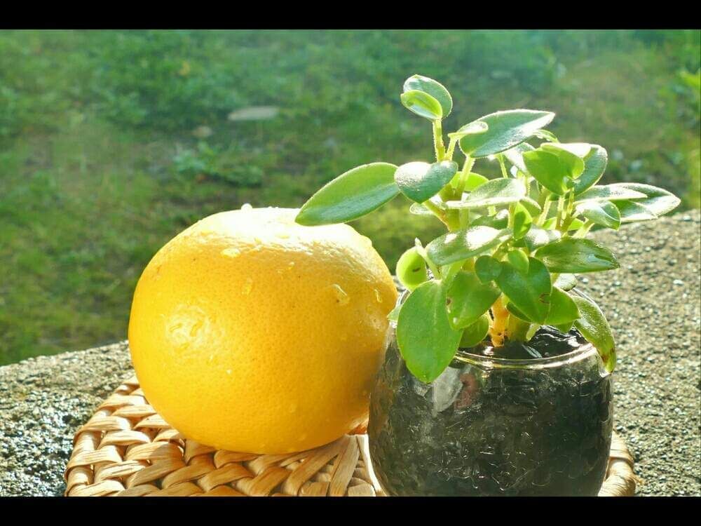 グレープフルーツ