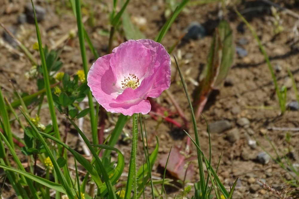 ポピー　ピンク色の花　地植え