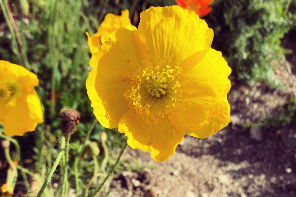 ポピー　黄色い花