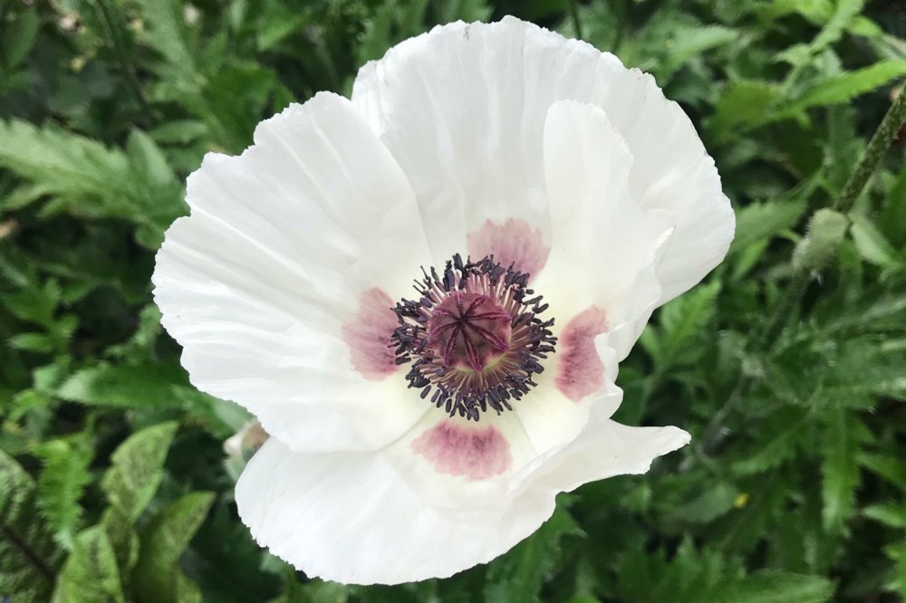 オリエンタルポピー　白い花