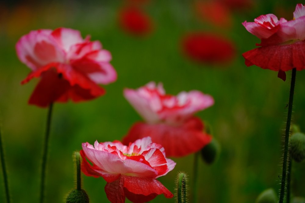 アイスランドポピー　赤い花
