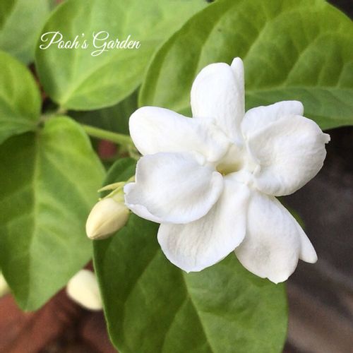 マツリカ アラビアンジャスミン の花言葉 香りや花の見頃の時期は Greensnap グリーンスナップ