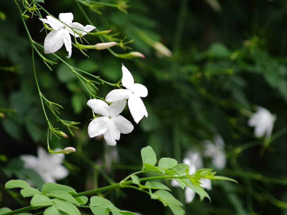 オオバナソケイ