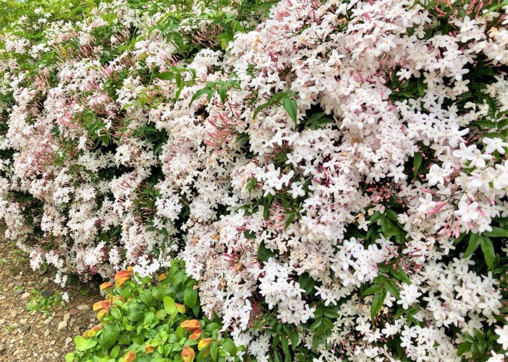 ハゴロモジャスミン