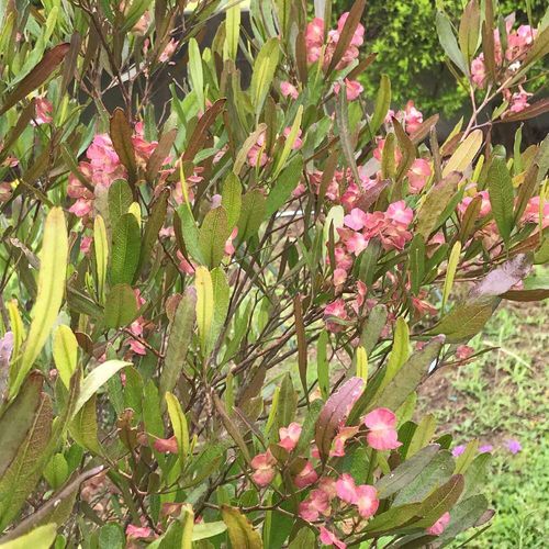 ドドナエアの花言葉 意味や種類 サヤは花のようで美しい Greensnap グリーンスナップ