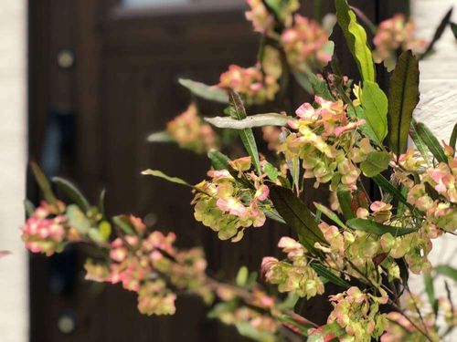 ドドナエアの花言葉 意味や種類 サヤは花のようで美しい Greensnap グリーンスナップ