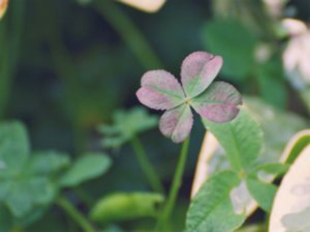 ブラッククローバー