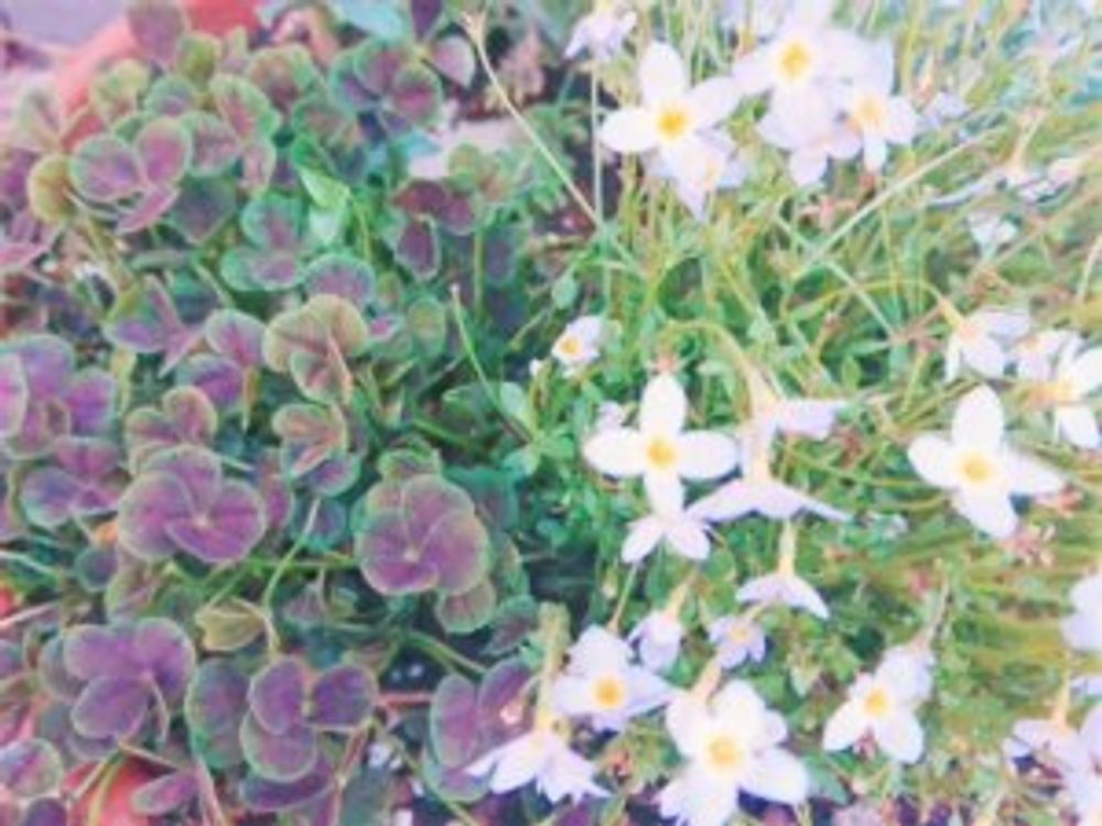 ブラッククローバー