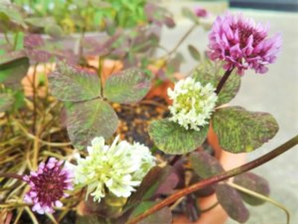 ブラッククローバー