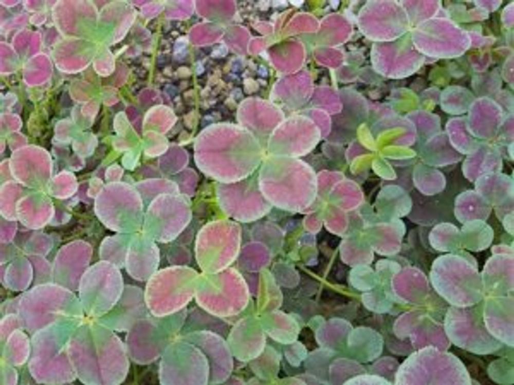 ブラッククローバー