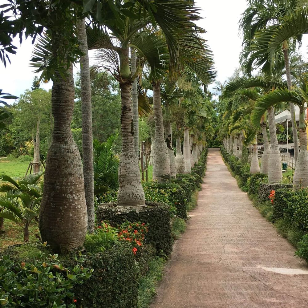 トックリヤシ並木