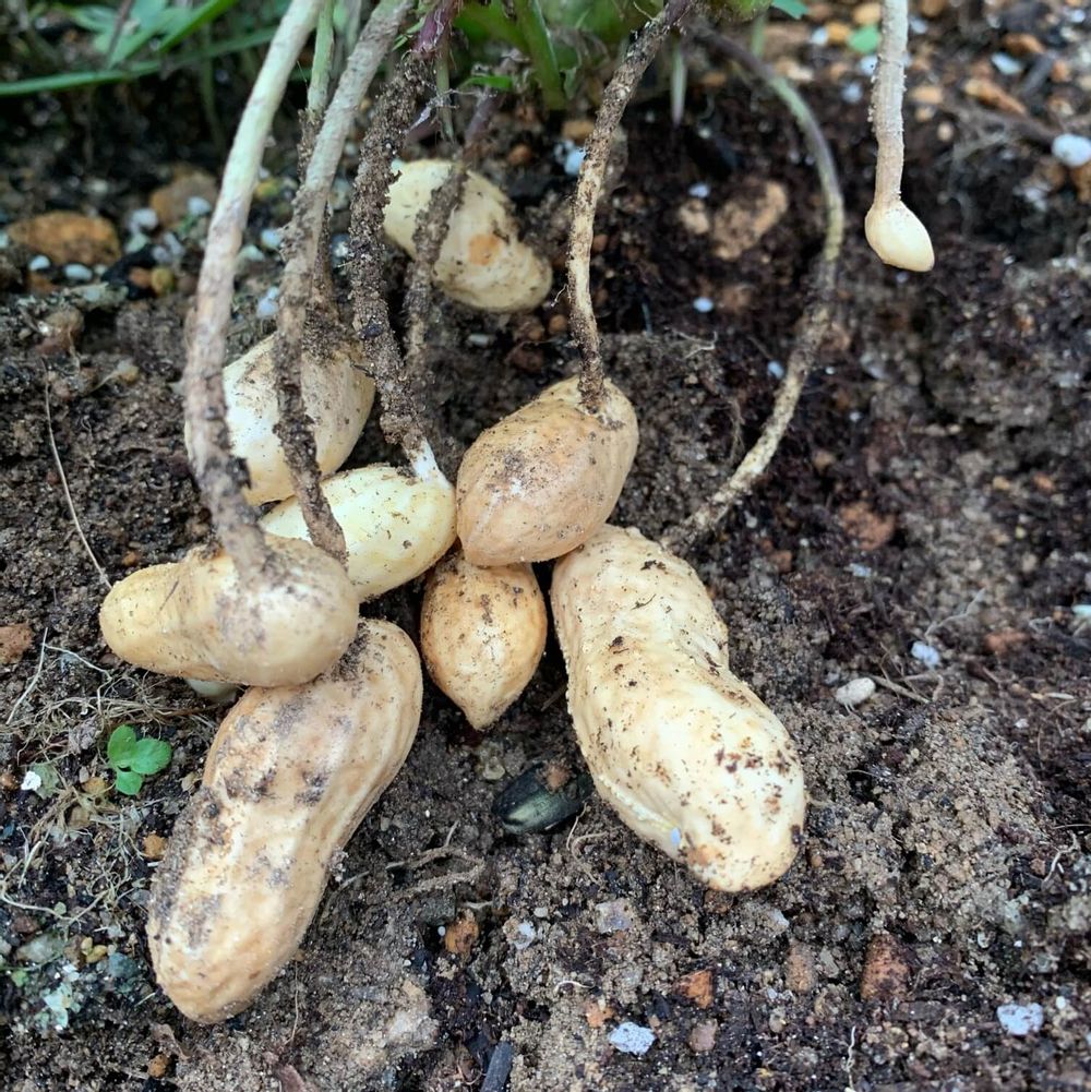 落花生の実