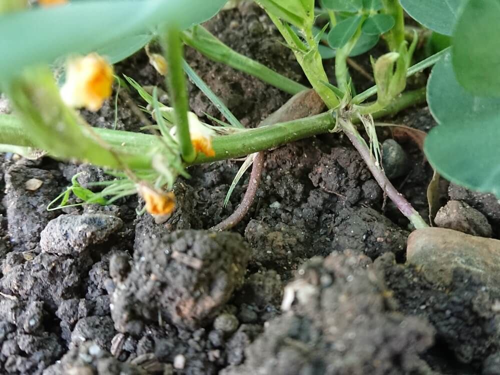 落花生　子房柄