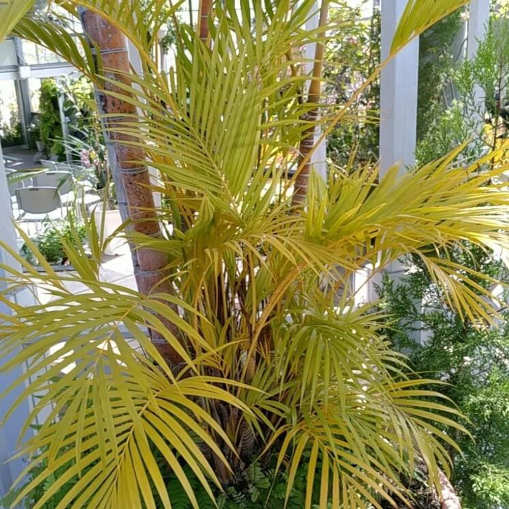 コガネタケヤシ