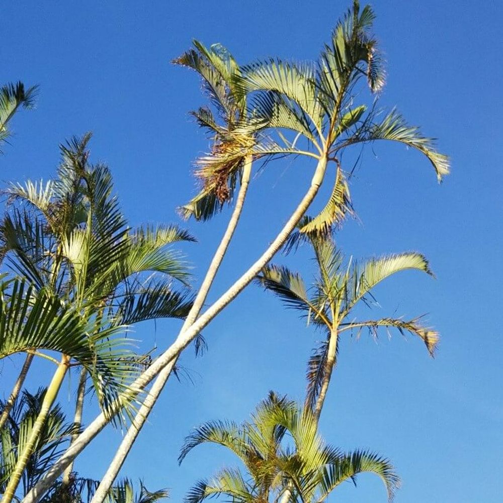 アレカヤシ　地植え