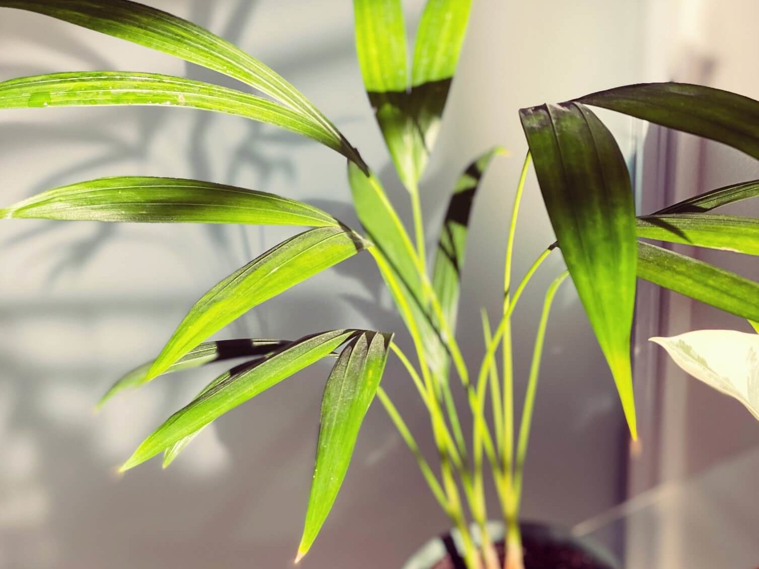 観葉植物のおすすめ40種類 人気なのは 室内で育てやすいのは Greensnap グリーンスナップ