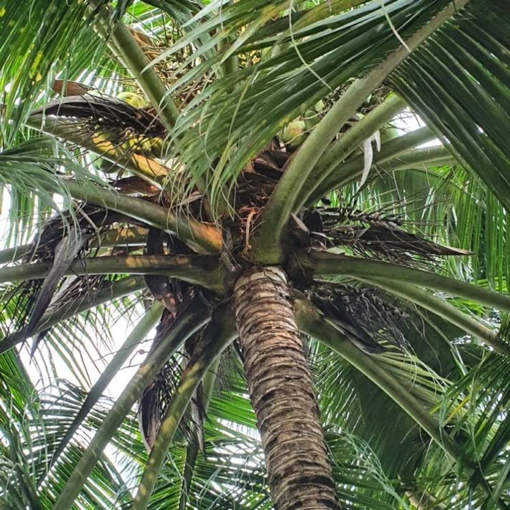 ココヤシの木