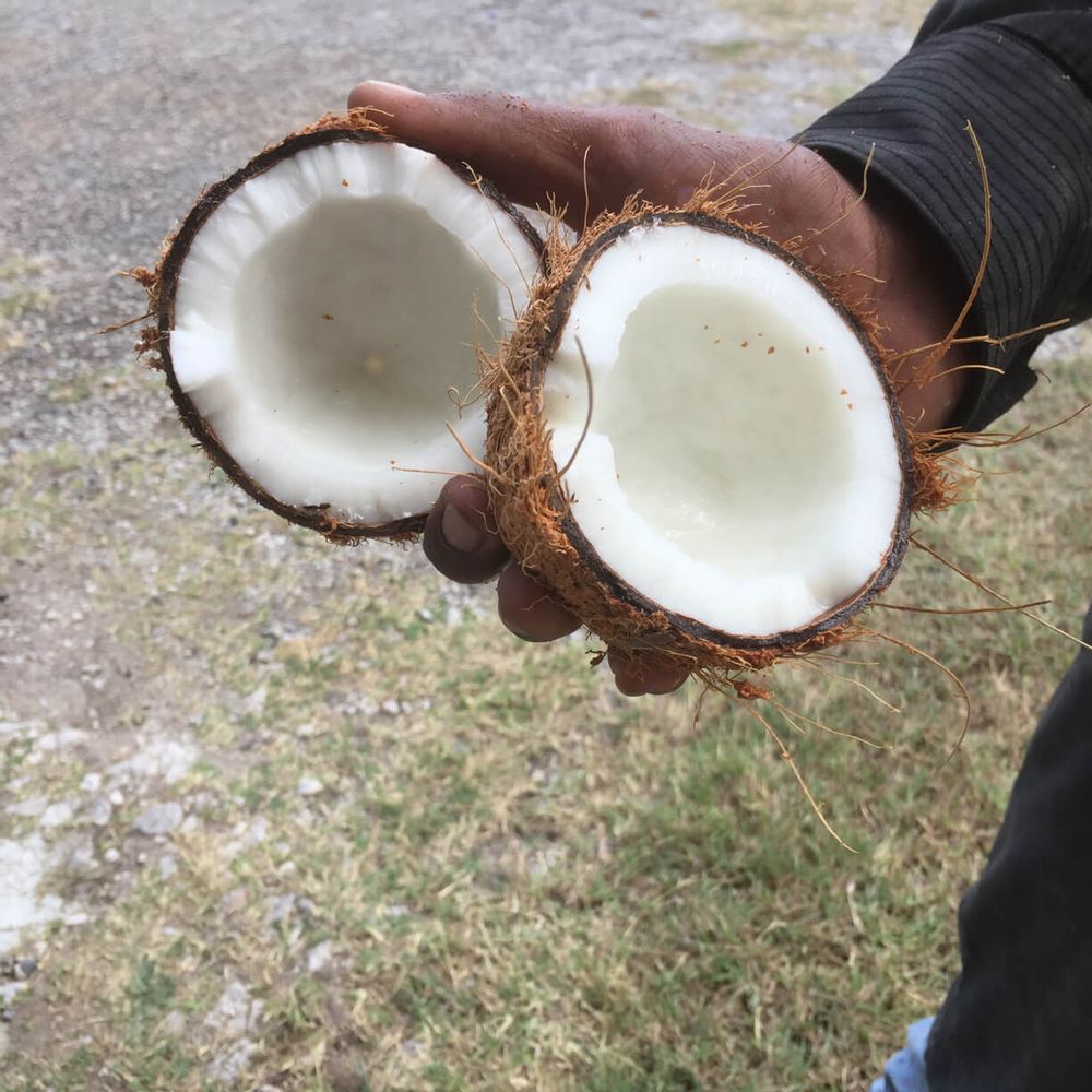ココナッツの実