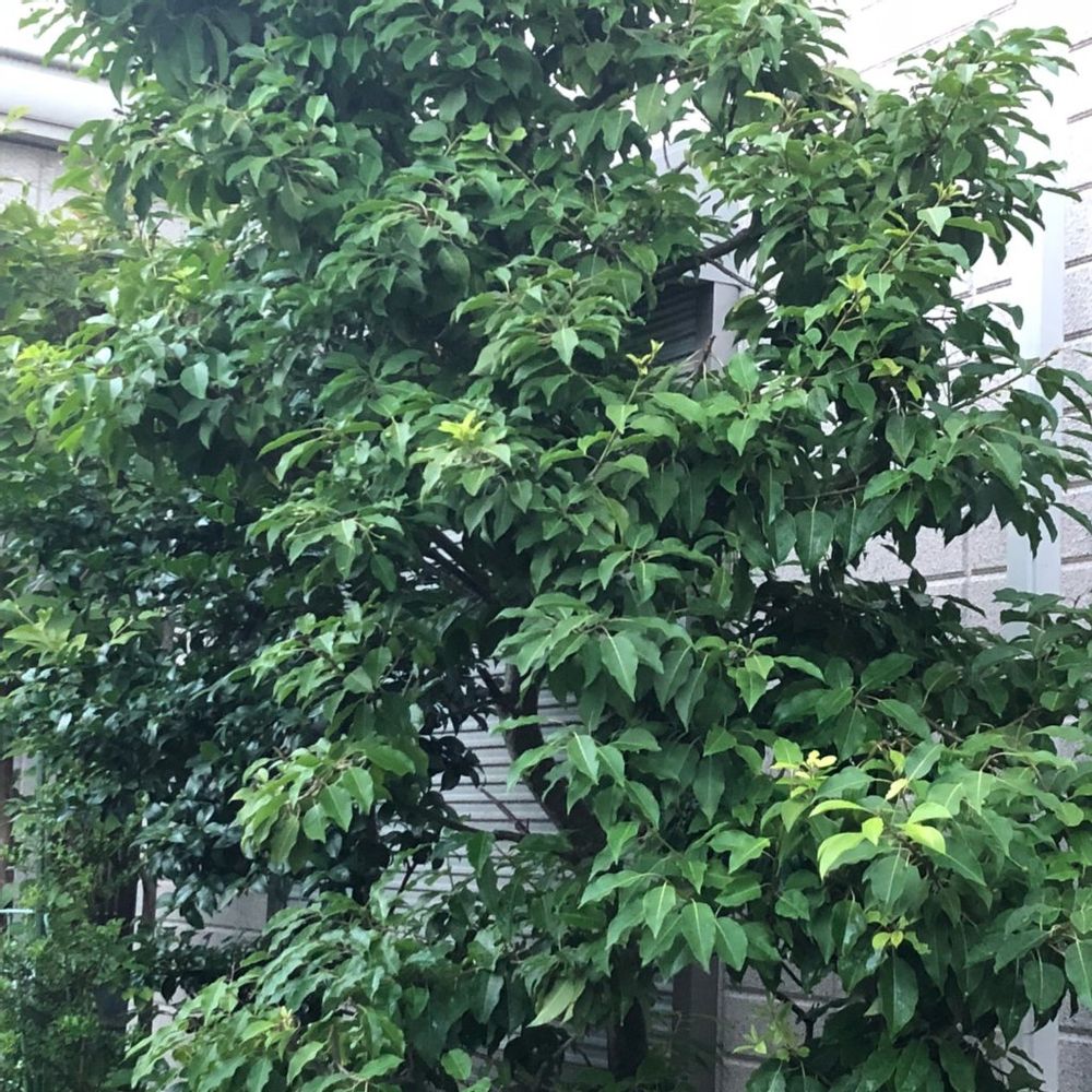 ソヨゴ