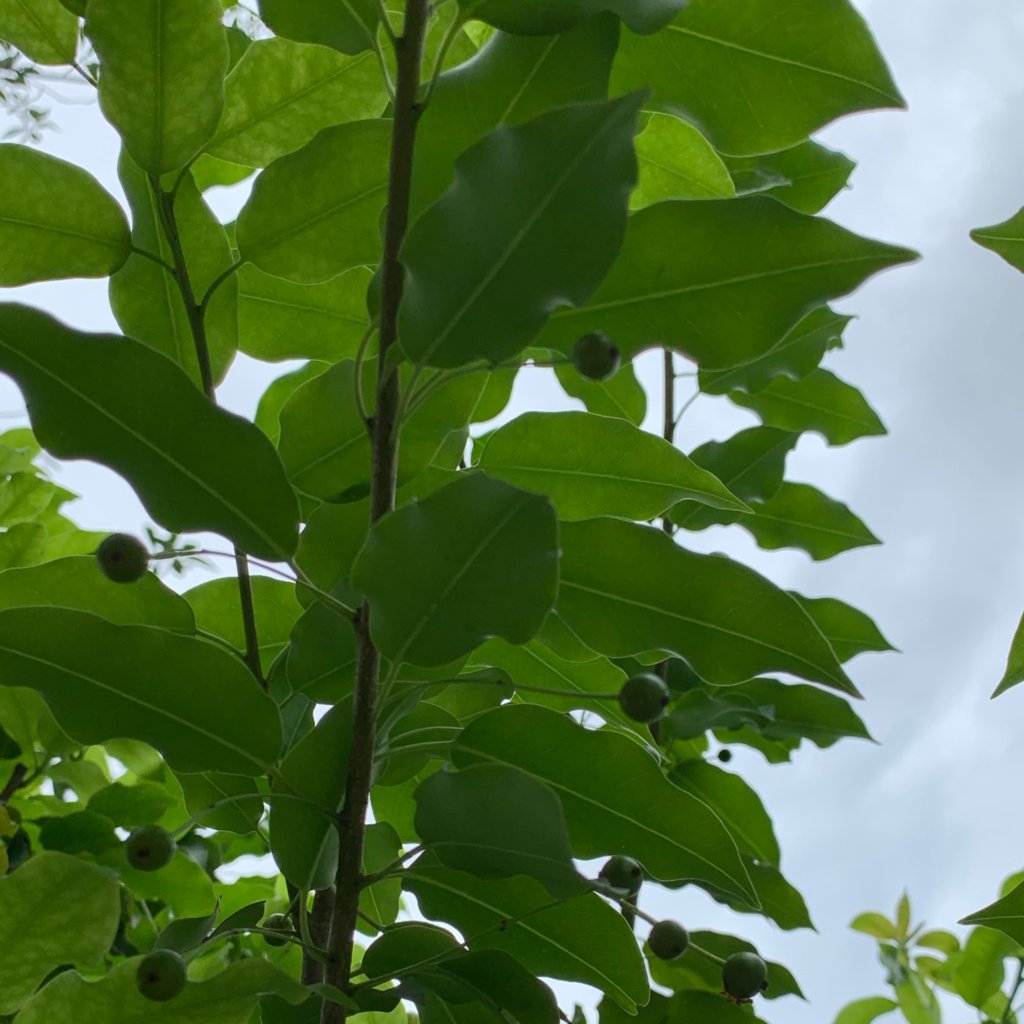 ソヨゴの花言葉 花や実の特徴 シンボルツリーにおすすめ Greensnap グリーンスナップ
