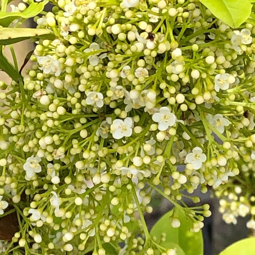 ソヨゴの花