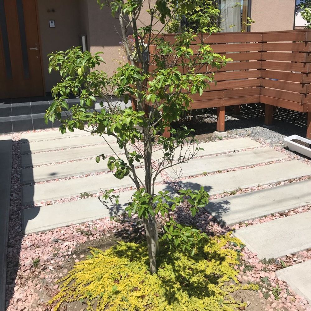 ソヨゴ　シンボルツリー