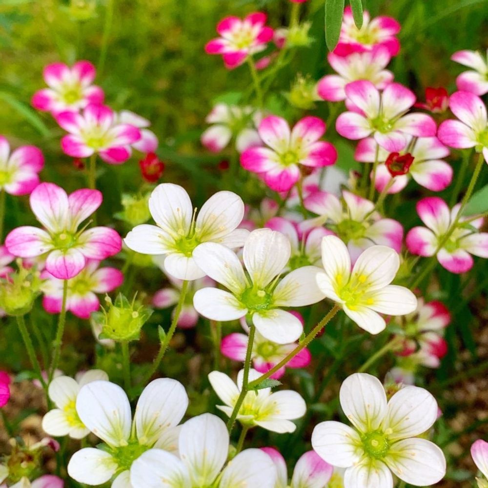 クモマグサの花