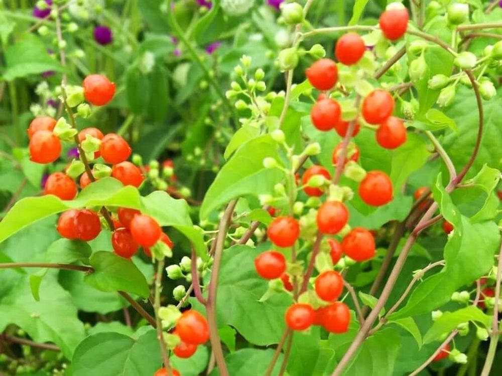 ジュズサンゴ　赤い実