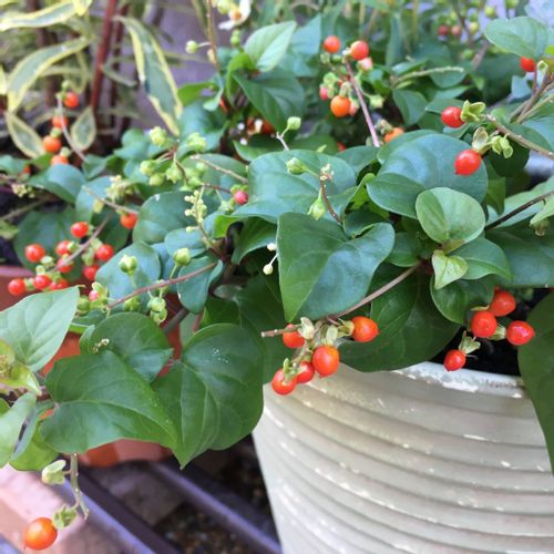 ジュズサンゴの花言葉 花や実の特徴 意味や由来は Greensnap グリーンスナップ ジュズサンゴの花言葉 花や実の特徴 意味や由来は Greensnap グリーンスナップ