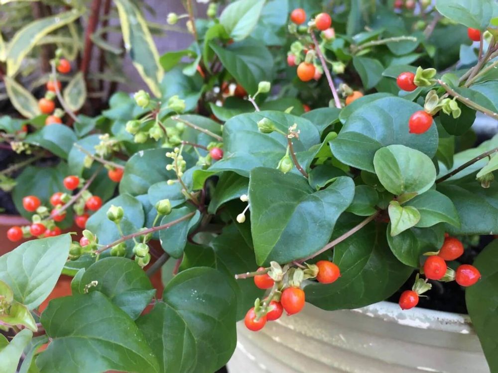 ジュズサンゴ　赤い実　鉢植え