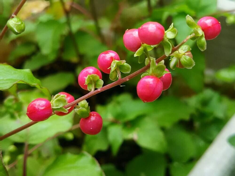 ジュズサンゴの赤い実