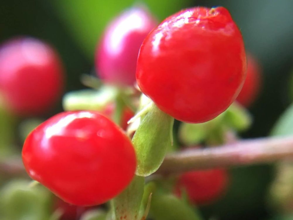 ジュズサンゴ　赤い実