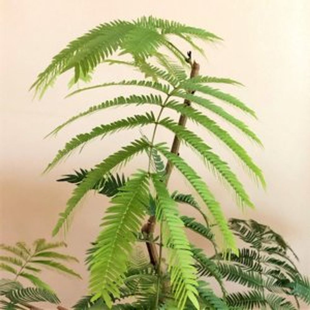 エバーフレッシュ