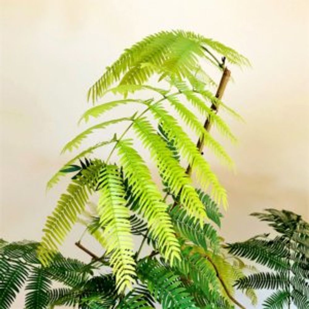 エバーフレッシュ