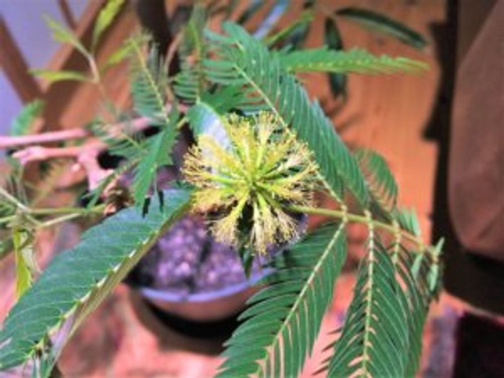 エバーフレッシュ