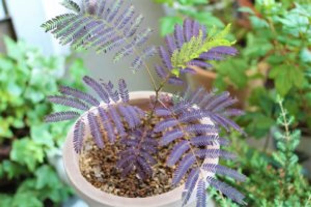 ネムノキ・サマーチョコレート