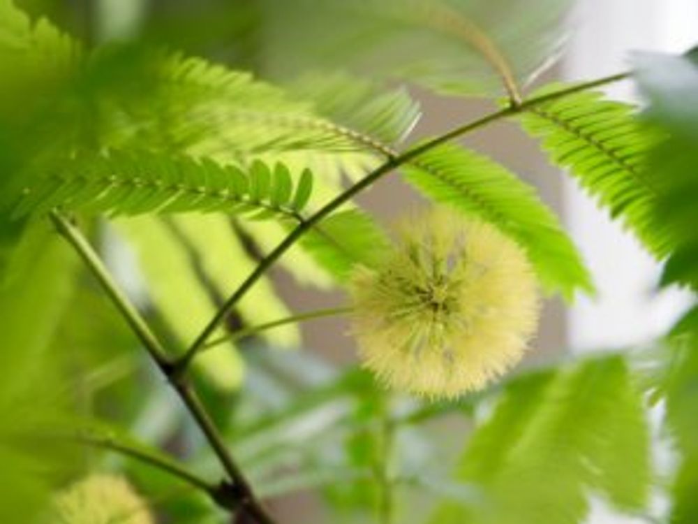 エバーフレッシュ