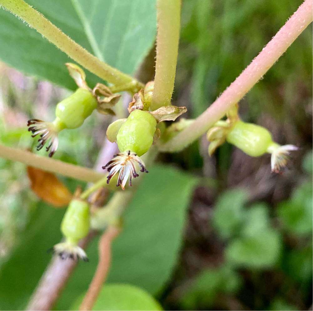 サルナシの花言葉 花や実の特徴 果実は食べられる Greensnap グリーンスナップ