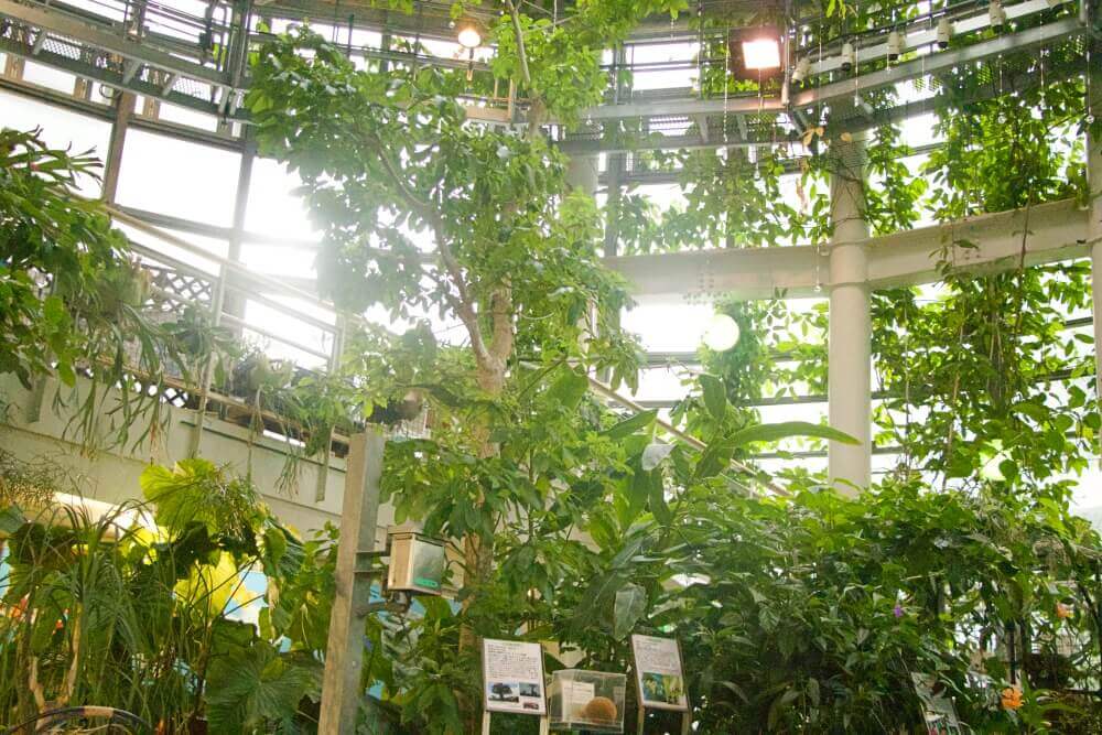 日本で一番小さい植物園 渋谷区ふれあい植物センター へ行ってみた Greensnap グリーンスナップ