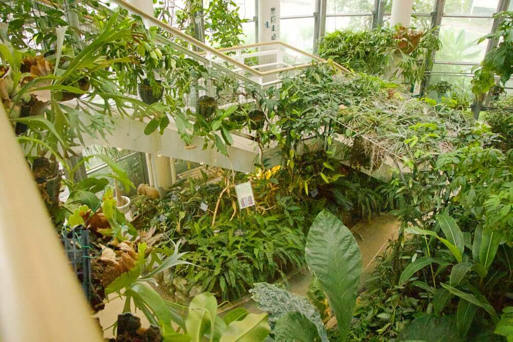 日本で一番小さい植物園 渋谷区ふれあい植物センター へ行ってみた Greensnap グリーンスナップ