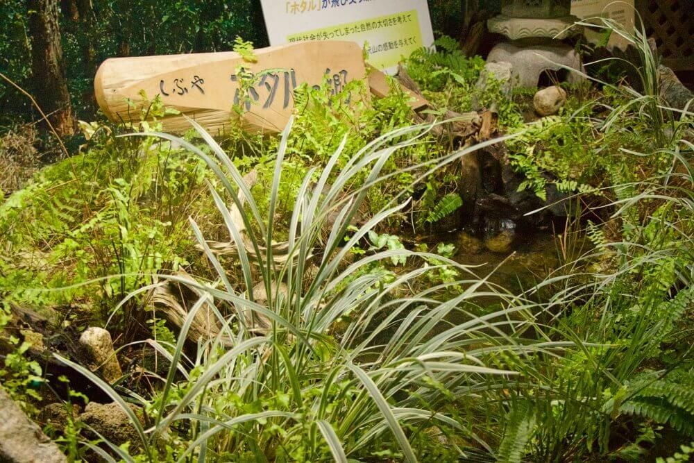 渋谷区ふれあい植物センター