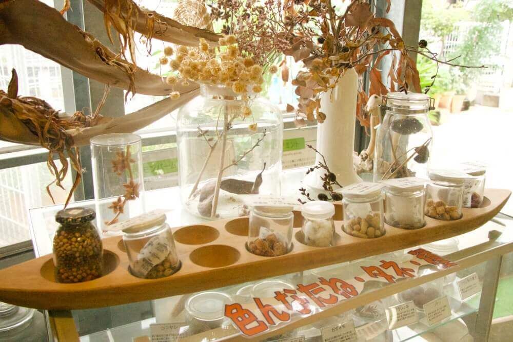 渋谷区ふれあい植物センター