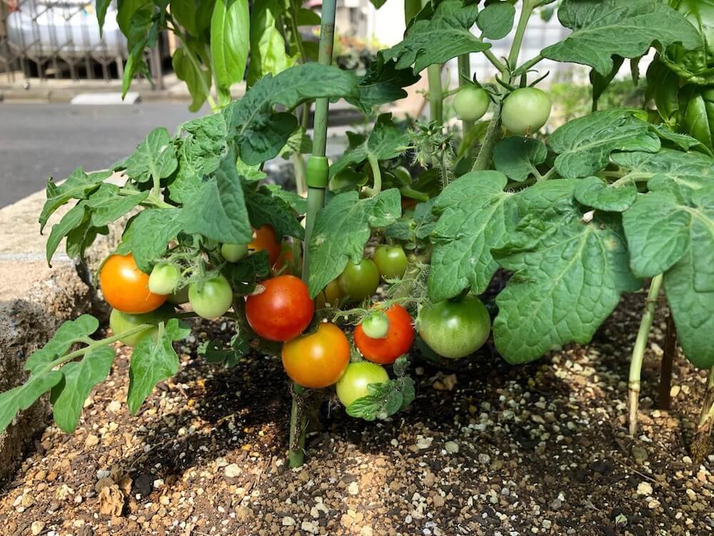 トマト　バジル　コンパニオンプランツ　家庭菜園