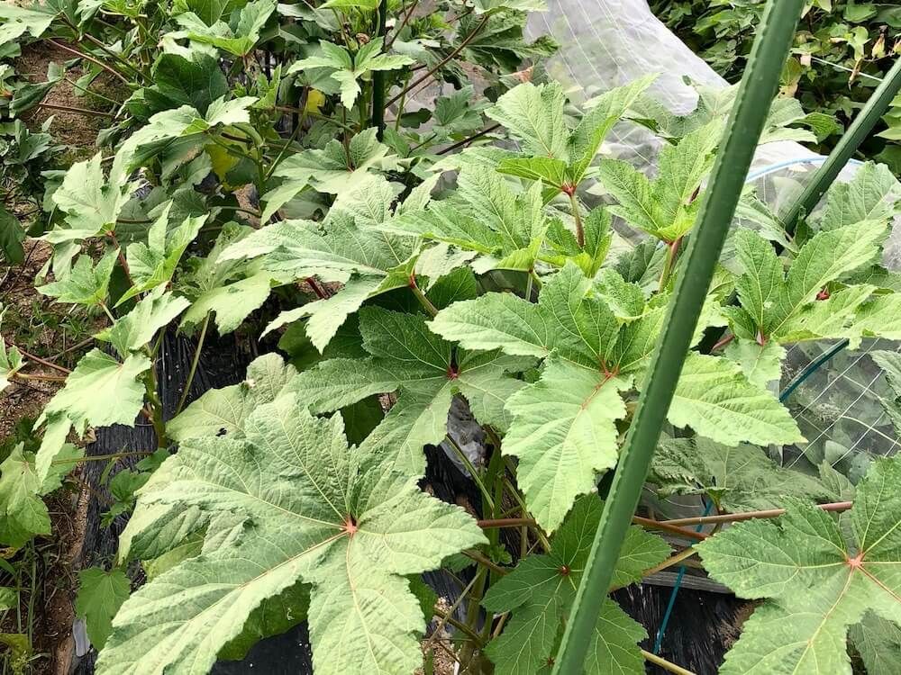 オクラ　ネギ　コンパニオンプランツ　家庭菜園